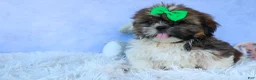 Shih Tzu dogs for sale: RUSTY - Ad 13