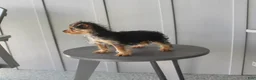 Yorkshire Terrier dogs for sale: Pluto - Ad 7