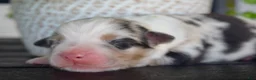 Australian Shepherd dogs for sale: Brook - Ad 5