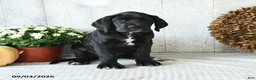 Great Dane dogs for sale: Indie - Ad 4