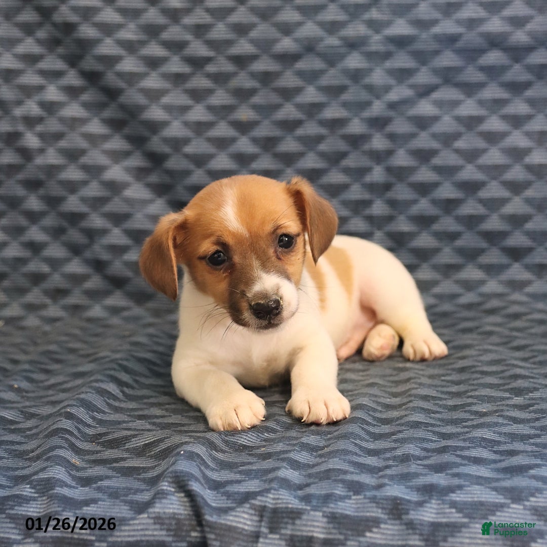 Jack Russell Terrier dogs for sale: Kevin - Ad 3