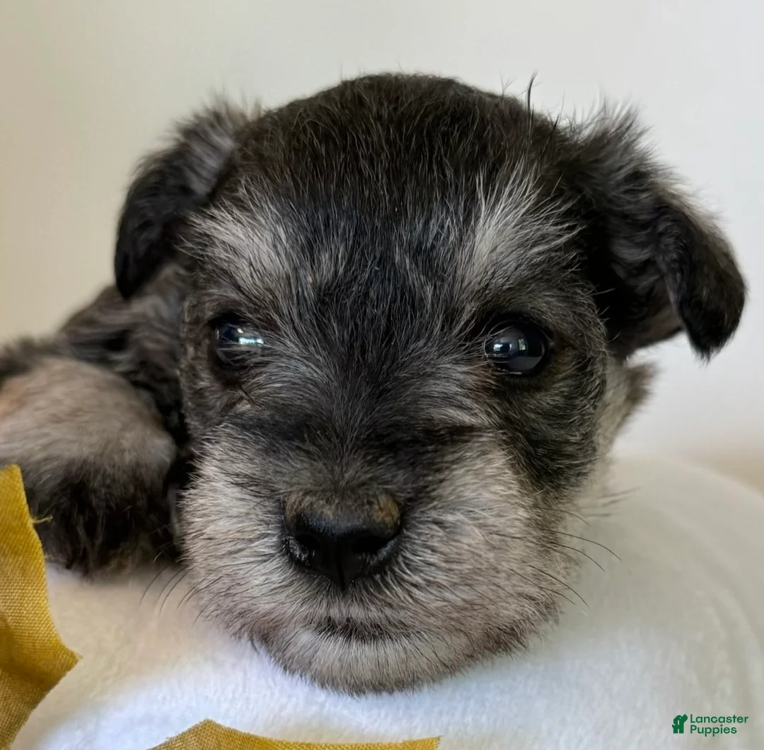 Miniature Schnauzer dogs for sale: Sophie Miniature Schnauzer  - Ad 6