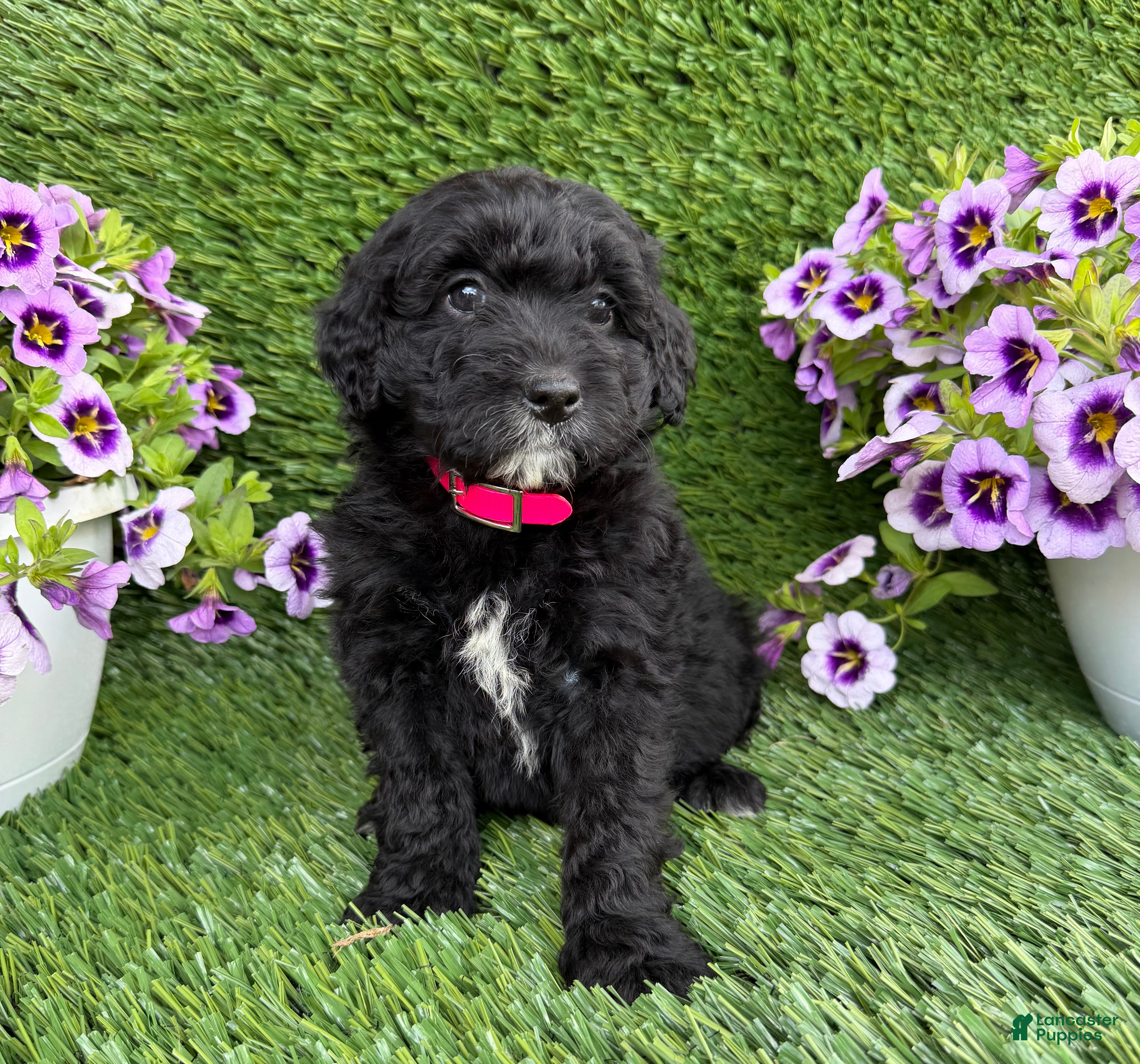 Mini Goldendoodle dogs Abby - Ad 2