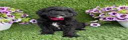 Mini Goldendoodle dogs for sale: Abby - Ad 2