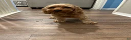 Cockapoo dogs for sale: Cockapoo 1 - Ad 4