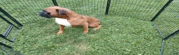 Boxer dogs for sale: Molly - Ad 4