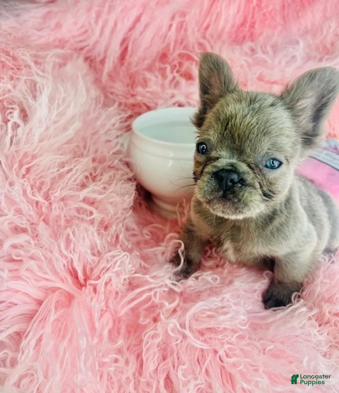French Bulldog dogs for sale: French Bulldog Puppy 1 - Ad 2