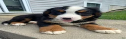 Bernese Mountain Dog dogs for sale: Rusty - Ad 4
