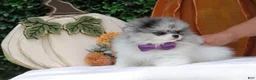 Pomeranian dogs for sale: Pomeranian 2 - Ad 3
