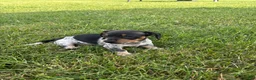 Dachshund dogs for sale: Ottis  - Ad 3