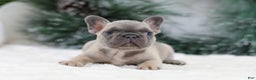 French Bulldog dogs for sale: Hariot - Ad 4
