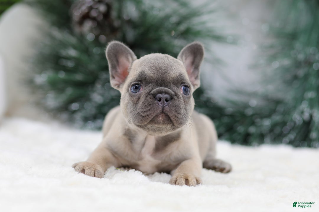 French Bulldog dogs for sale: Hariot - Ad 4