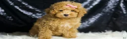 Toy Poodle dogs for sale: Joy - Ad 3