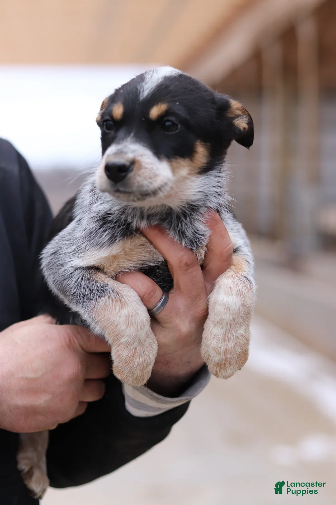 Australian Cattle Dog dogs for sale: Olivia - Ad 1