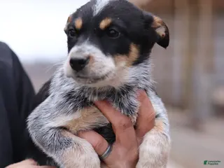 Australian Cattle Dog dogs Olivia - Ad 23
