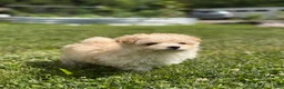 Maltipoo dogs for sale: Taffy  - Ad 5