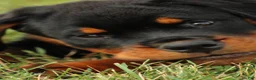 Rottweiler dogs for sale: Rottweiler lily - Ad 7