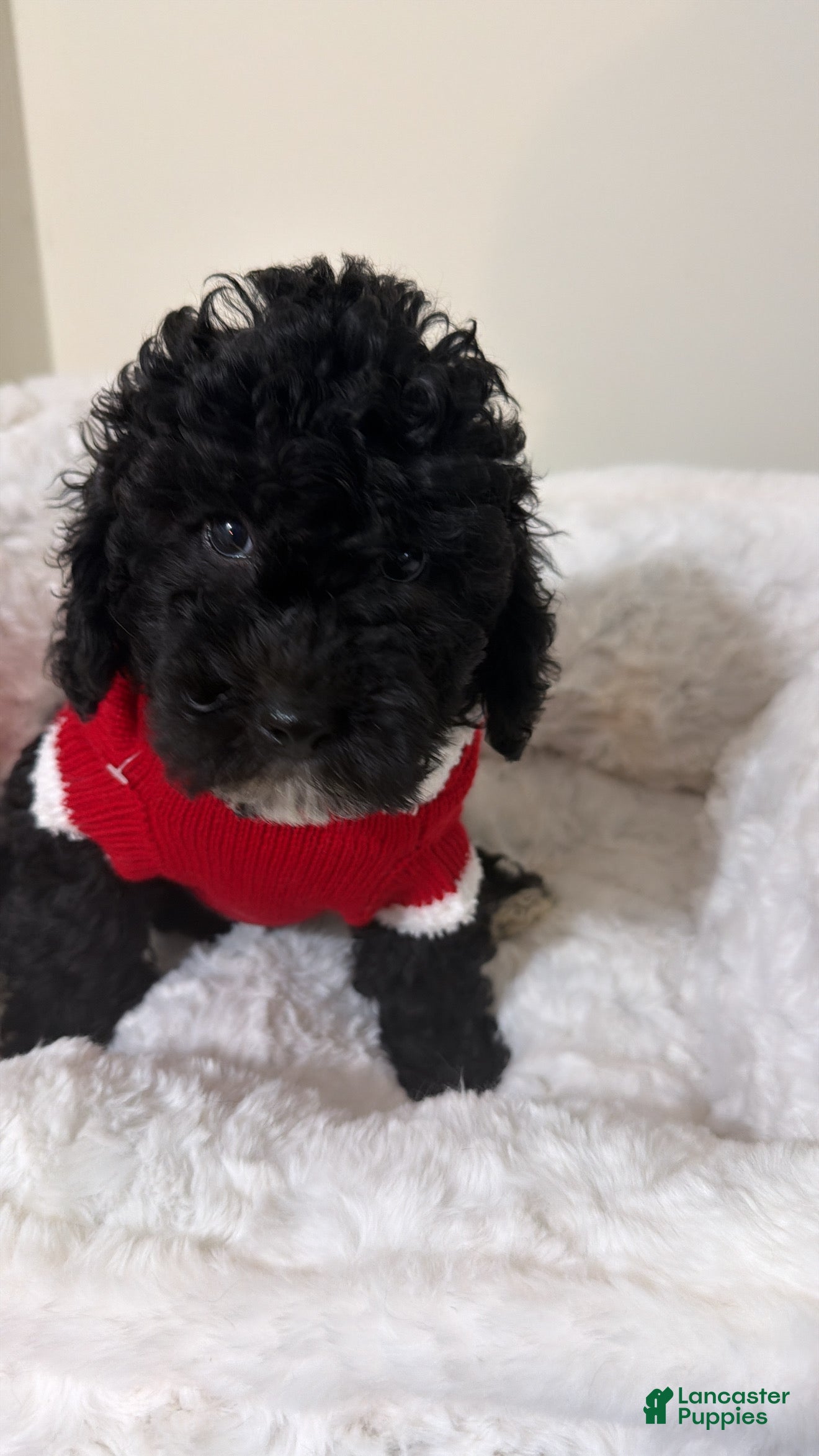 Maltipoo dogs Rex  - Ad 9