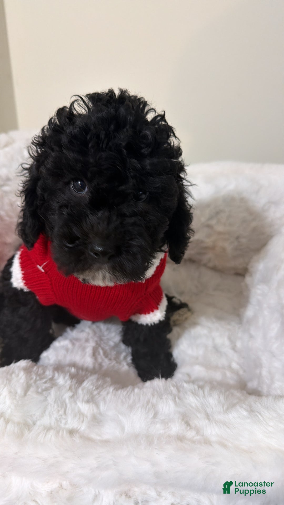 Maltipoo dogs for sale: Rex  - Ad 1