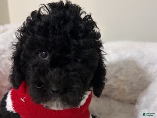 Maltipoo dogs Rex - Ad 27