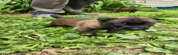 Belgian Malinois dogs for sale: Odin (Orange - Ad 3