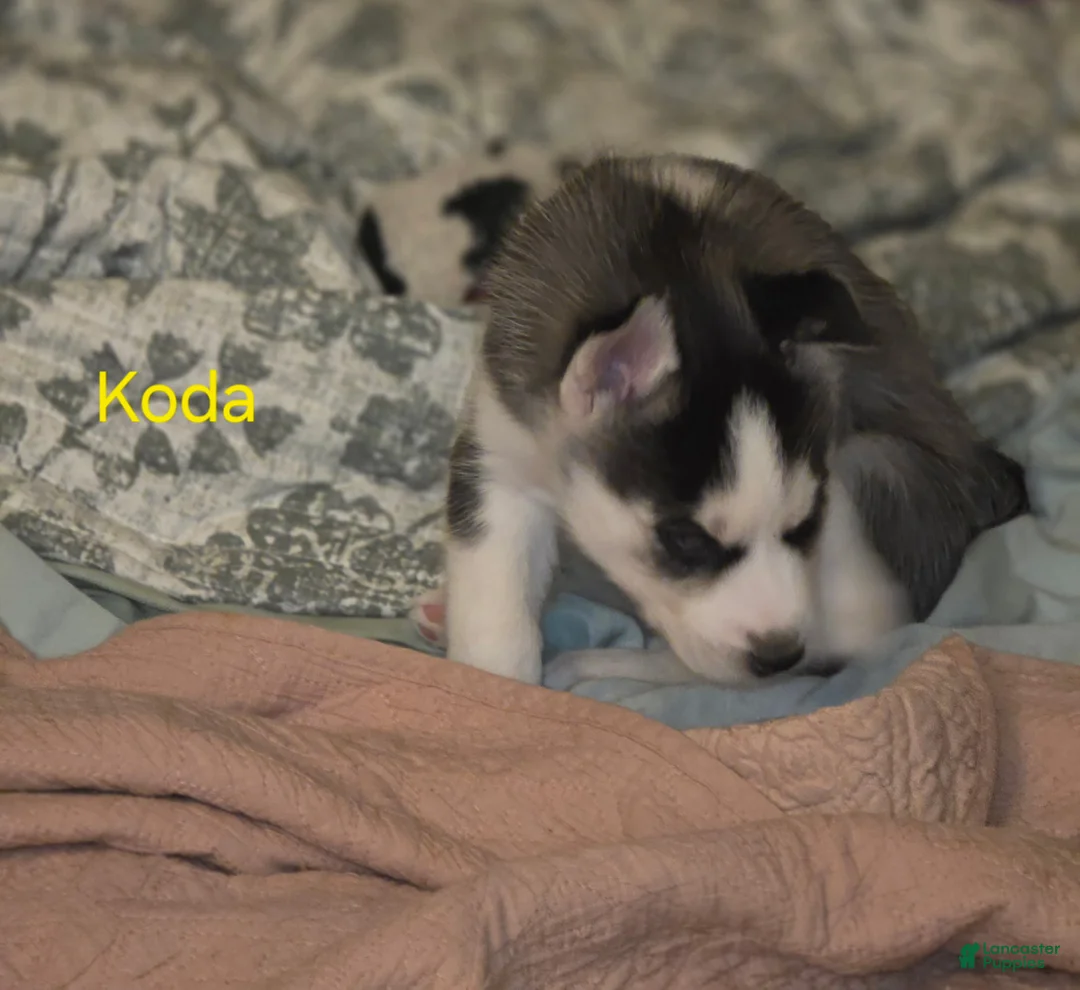 Siberian Husky dogs for sale: Koda - Ad 7