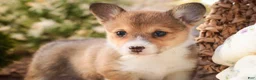Welsh Corgi Pembroke dogs for sale: Olivia - Ad 8