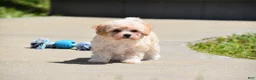 Maltipoo dogs for sale: Biscuit - Ad 3