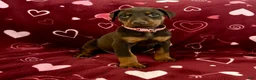 Doberman Pinscher dogs for sale: Opal-NOT AMISH  - Ad 6