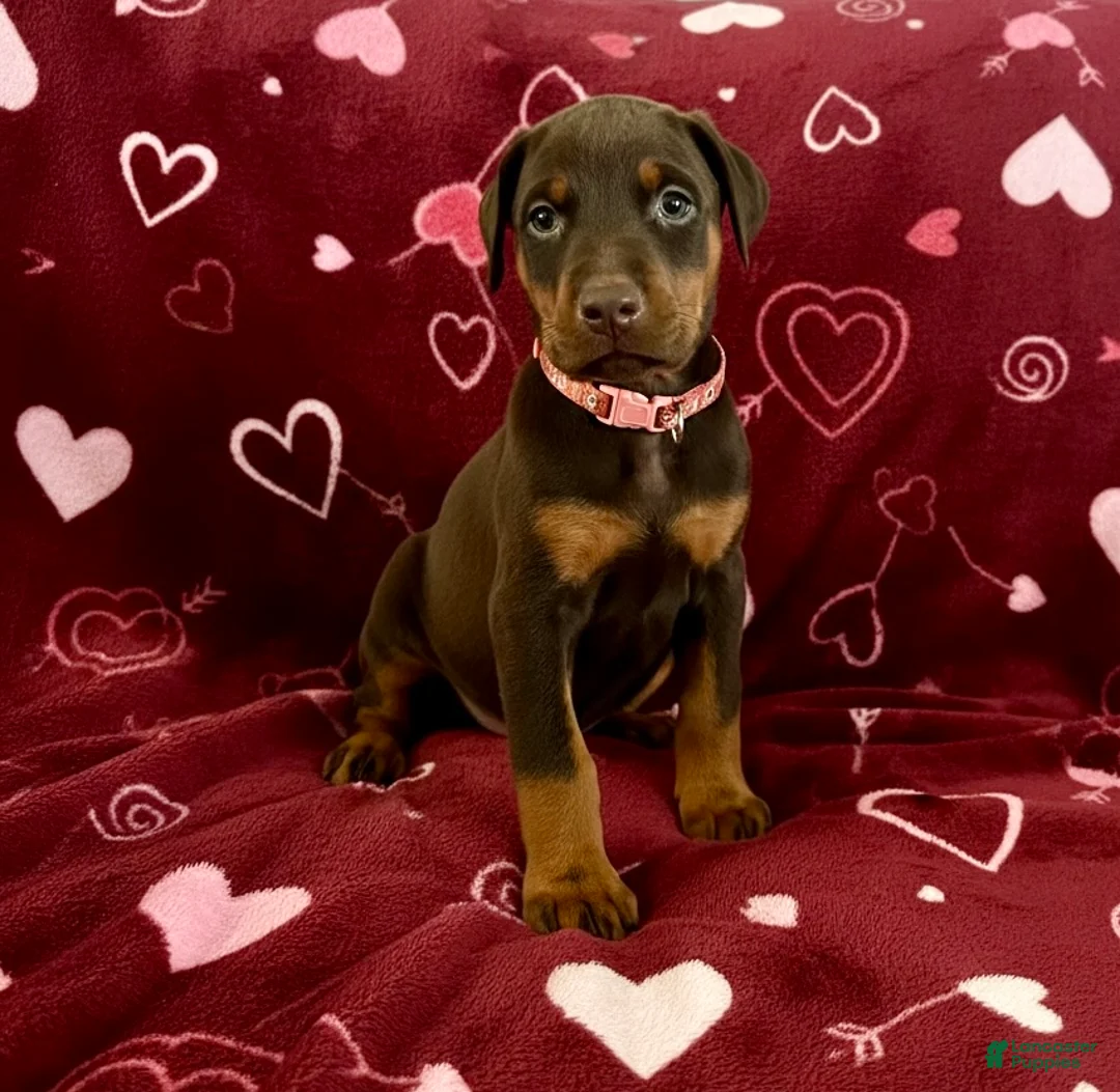 Doberman Pinscher dogs for sale: Opal-NOT AMISH  - Ad 6