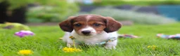 Miniature Dachshund dogs for sale: Benji - Ad 7