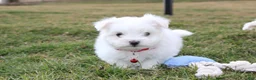 Maltese dogs for sale: Button  - Ad 18