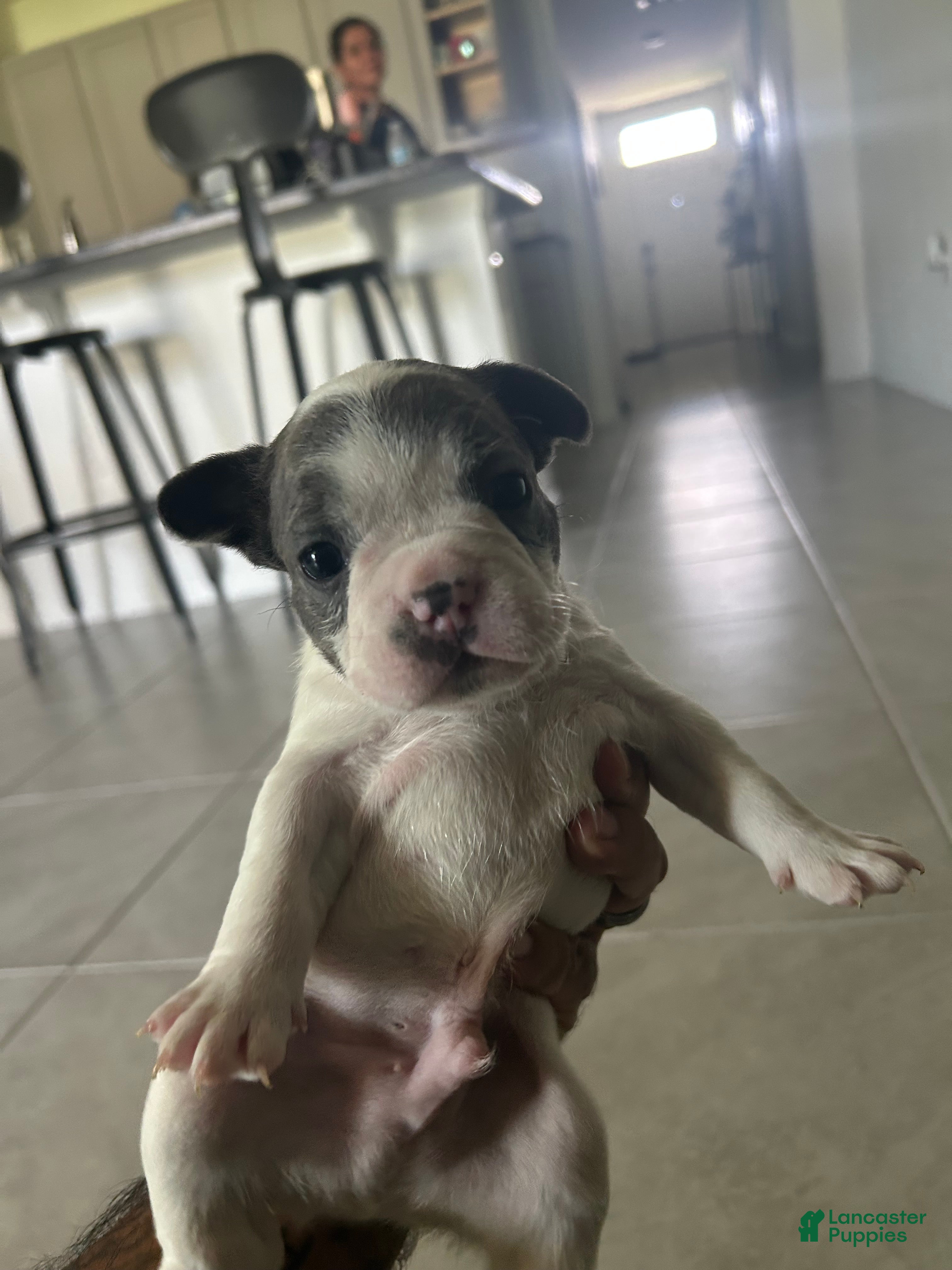 French Bulldog dogs Spot - Ad 1
