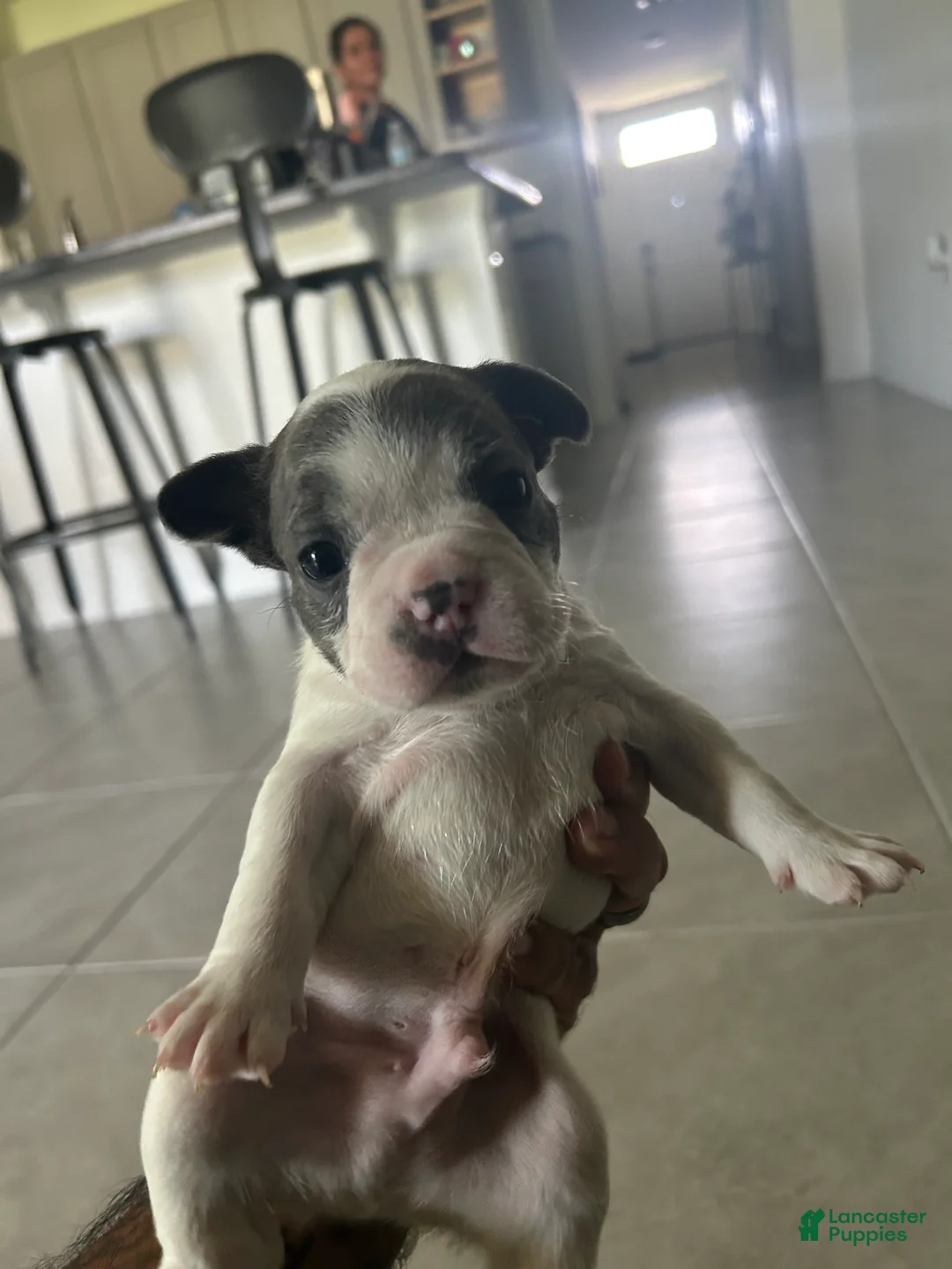 French Bulldog dogs for sale: Spot - Ad 1