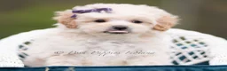 Maltipoo dogs for sale: Sugar - Ad 5