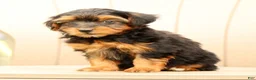 Morkie dogs for sale: Debora - Ad 3
