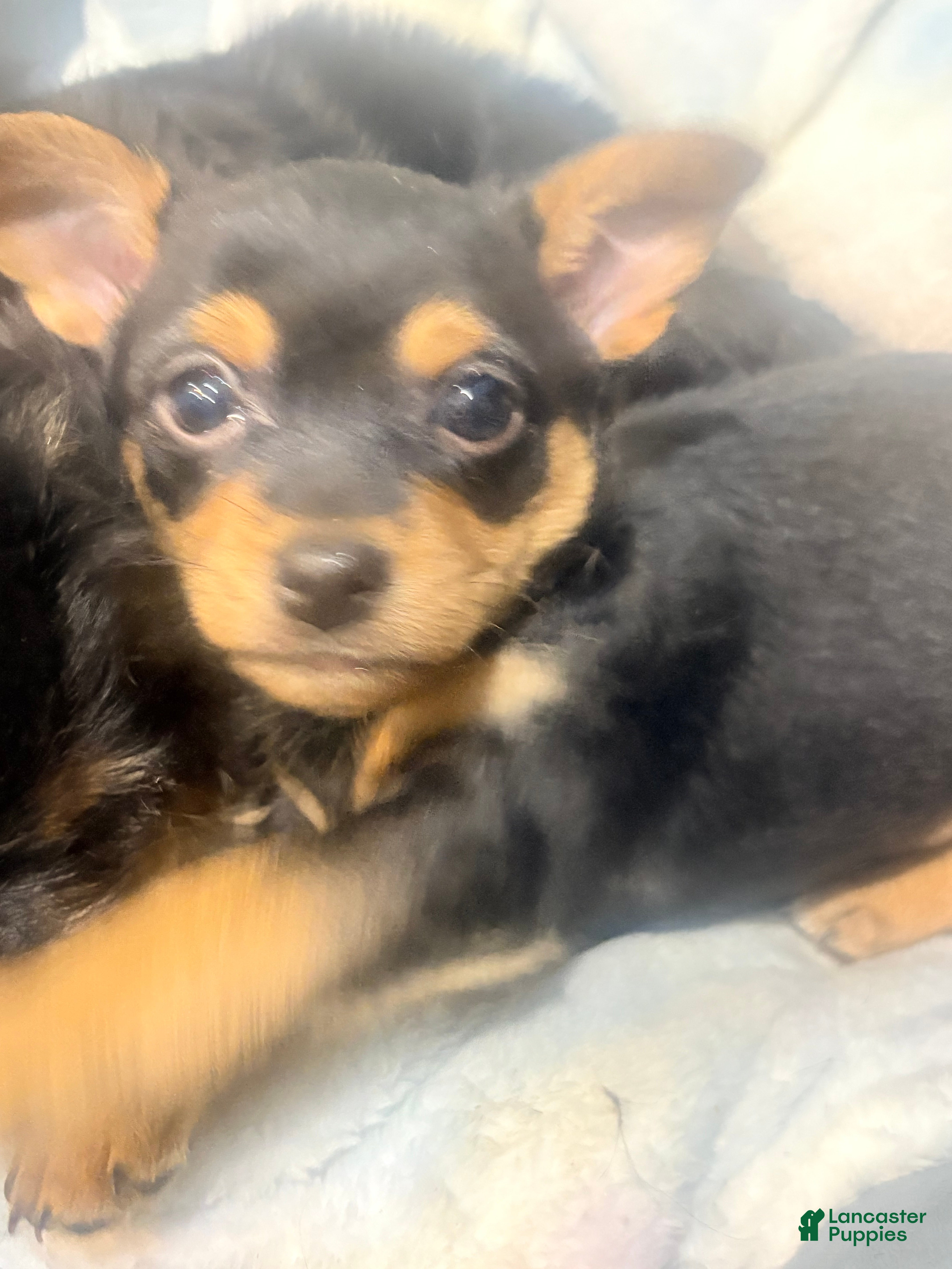 Chorkie dogs Chorkie Puppy 1 - Ad 1