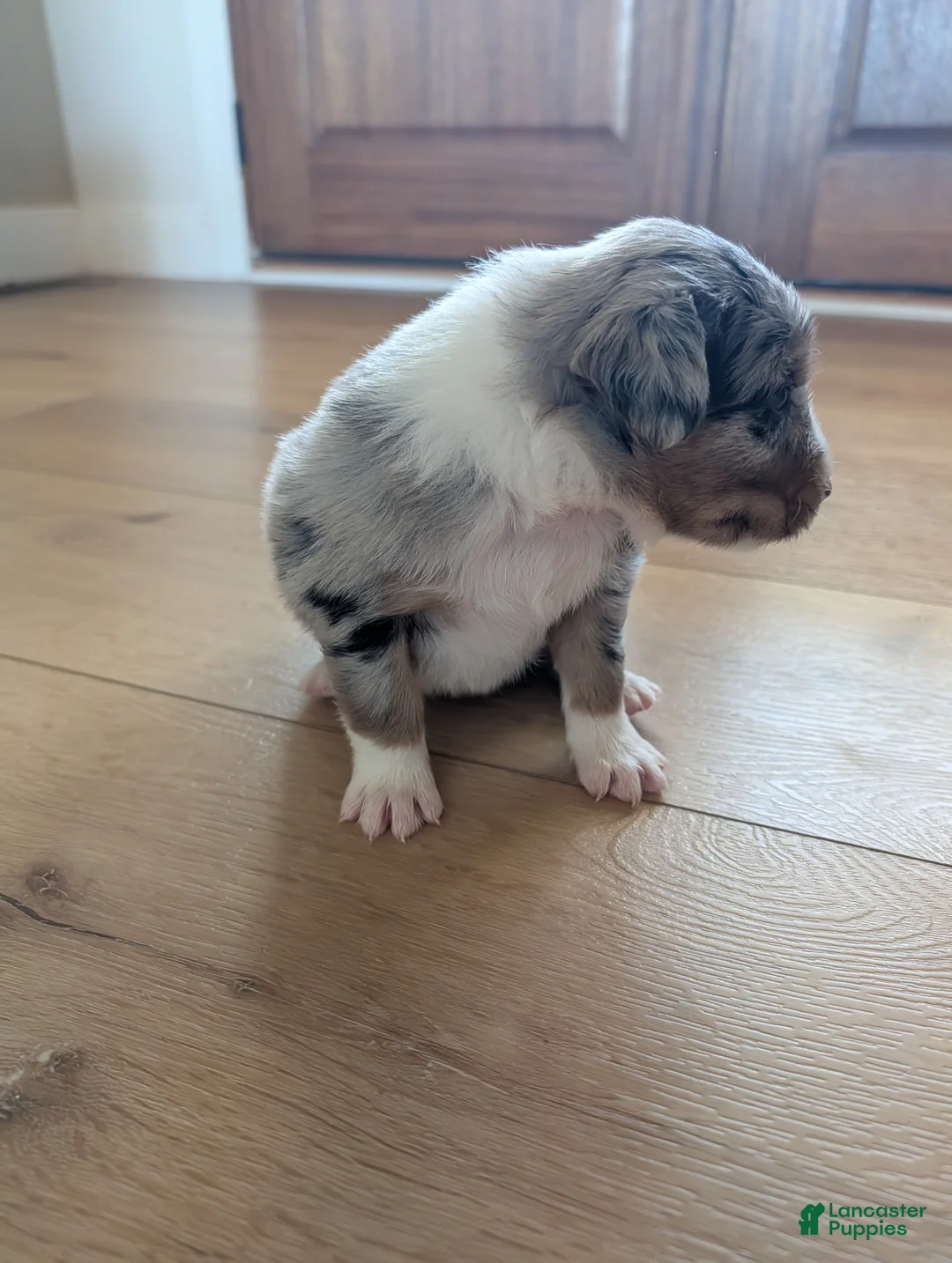 Australian Shepherd dogs for sale: Brownie: Female Merle Standard Australian Shepherd  - Ad 2