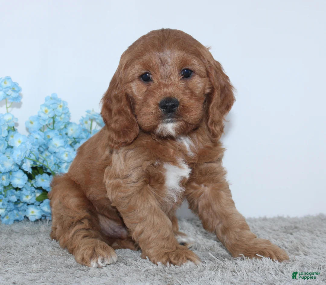 Cockapoo dogs for sale: Konner - Ad 2