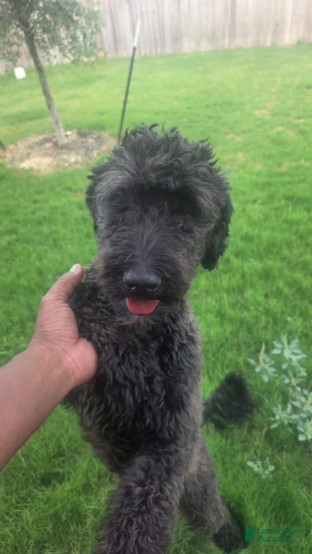 Mixed Breed dogs for sale: Layla - Ad 3