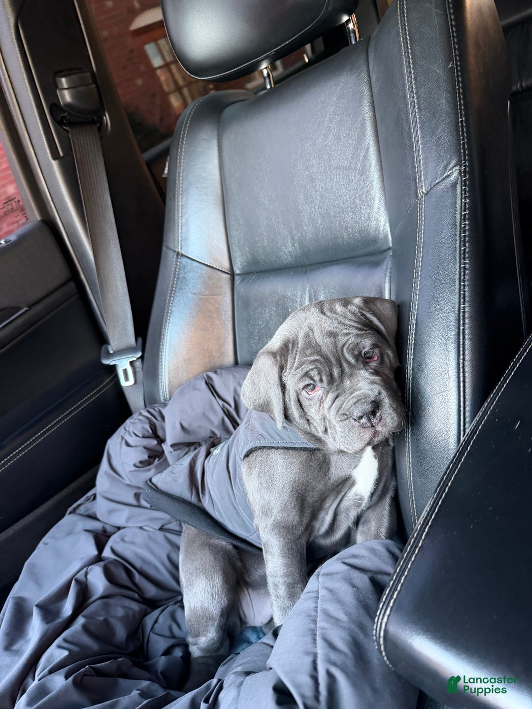 Cane Corso dogs for sale: Leah - Ad 2