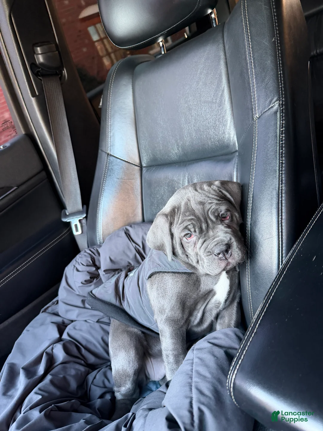 Cane Corso dogs for sale: Leah - Ad 2
