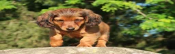 Miniature Dachshund dogs for sale: Archie - Ad 4
