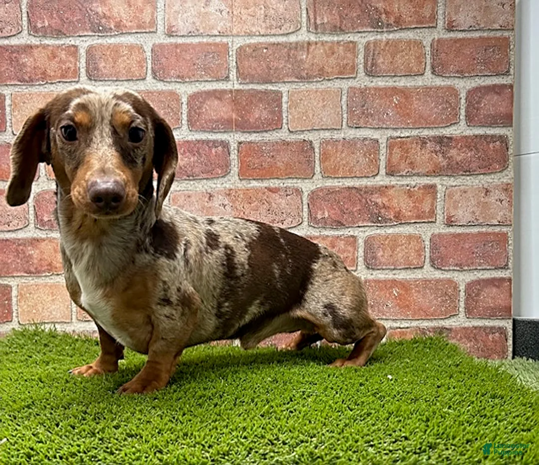 Miniature Dachshund dogs for sale: Zola - Ad 4