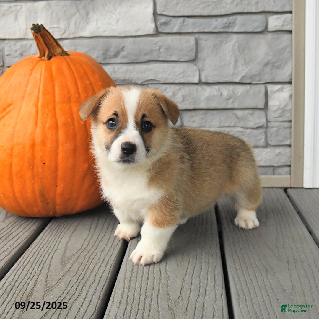 Welsh Corgi Pembroke dogs for sale: Caramel - Ad 3