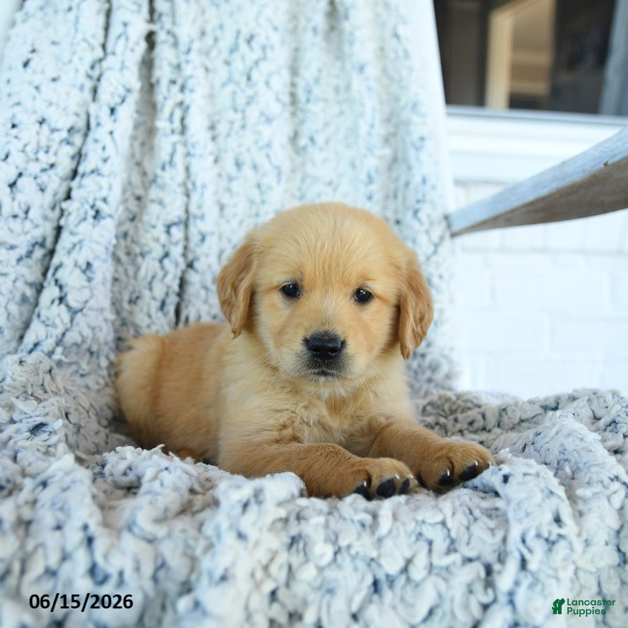 Golden Retriever dogs Goldie - Ad 2
