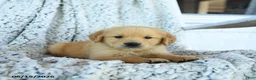 Golden Retriever dogs for sale: Goldie - Ad 2