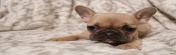 French Bulldog dogs for sale: Link - Ad 3