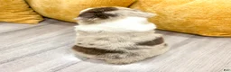 Australian Shepherd dogs for sale: Bailey - Ad 4