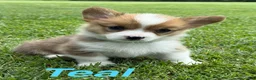 Welsh Corgi Pembroke dogs for sale: Ruth - Ad 4